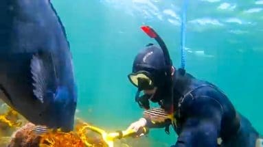 Diver using underwater metal detector near colorful marine life, exploring ocean treasures and enhancing snorkeling and diving experiences.