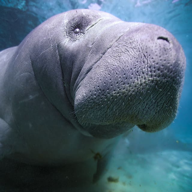 BLU3-Manatee-Photo-taken-by-logan Close-up of manatee looking into camera in Florida springs