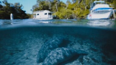 Two manatees on the bottom with split view of boats above in Florida springs