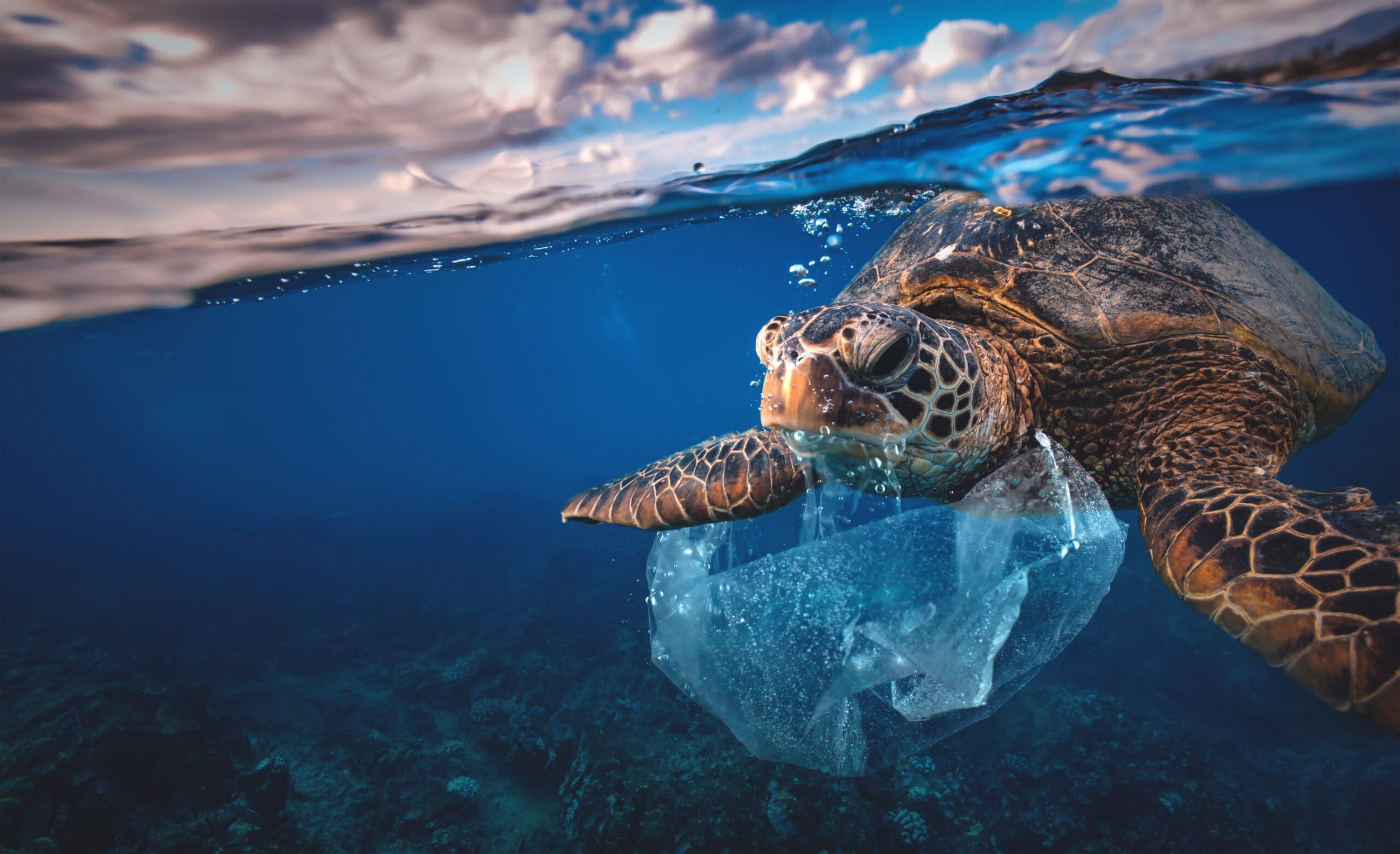 Sea turtle entangled in plastic underwater representing ocean pollution